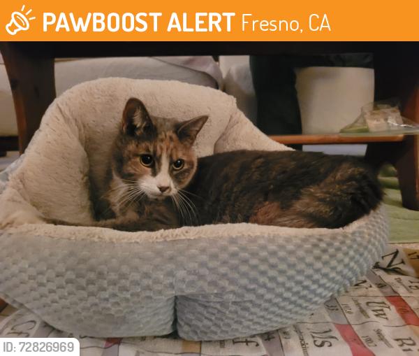 Found/Stray Unknown Cat last seen Granville and Perrin, Fresno, CA 93720