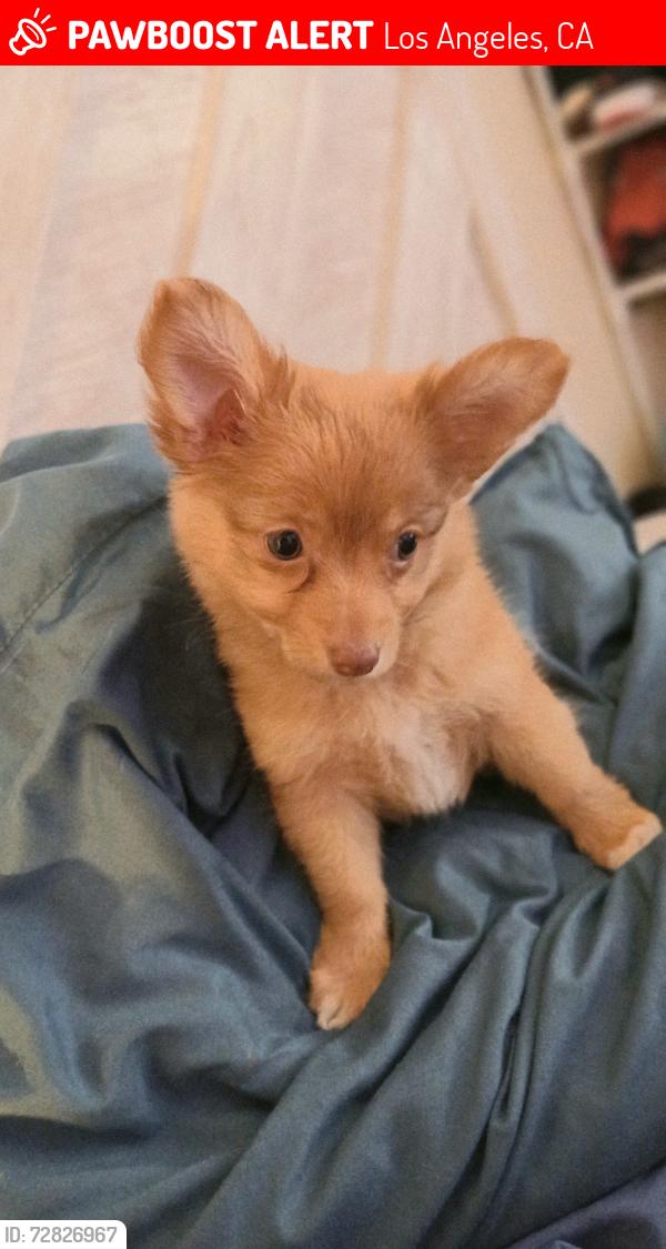 Lost Female Dog last seen Gage & Hoover . , Los Angeles, CA 90044