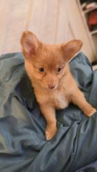 Lost Female Dog last seen Gage & Hoover . , Los Angeles, CA 90044