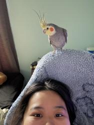 Lost Male Bird last seen Paradise Hills, Henderson, NV 89002