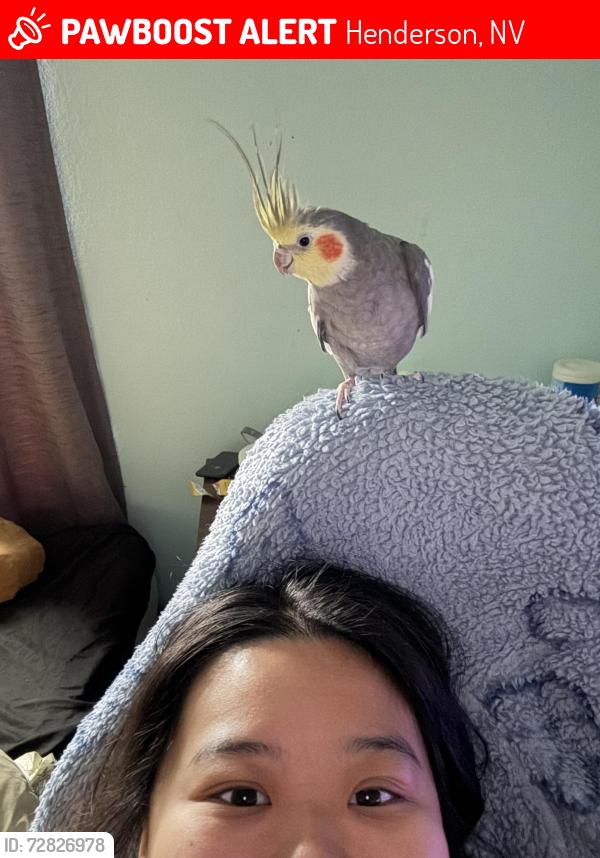 Lost Male Bird last seen Paradise Hills, Henderson, NV 89002