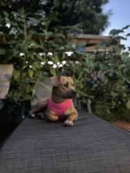 Lost Female Dog last seen Close to blue water and coors , Albuquerque, NM 87105