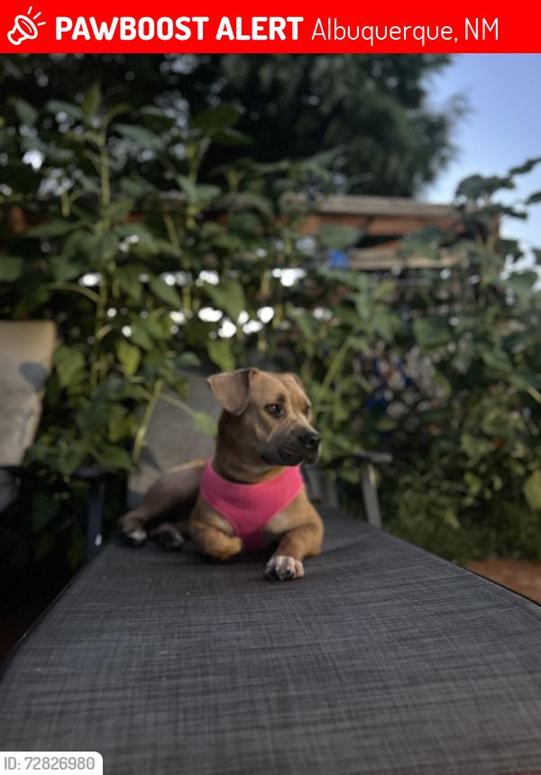 Lost Female Dog last seen Close to blue water and coors , Albuquerque, NM 87105