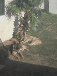 Reunited Female Dog last seen Alder and Foothill right by the Arco Gas Station, Fontana, CA 92335