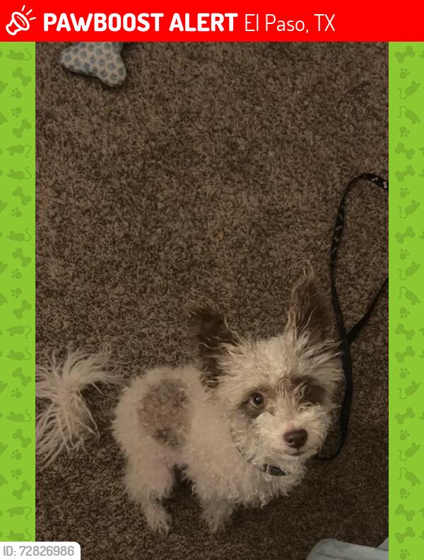 Lost Male Dog last seen Chapel road , El Paso, TX 79907