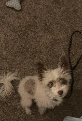 Lost Male Dog last seen Chapel road , El Paso, TX 79907