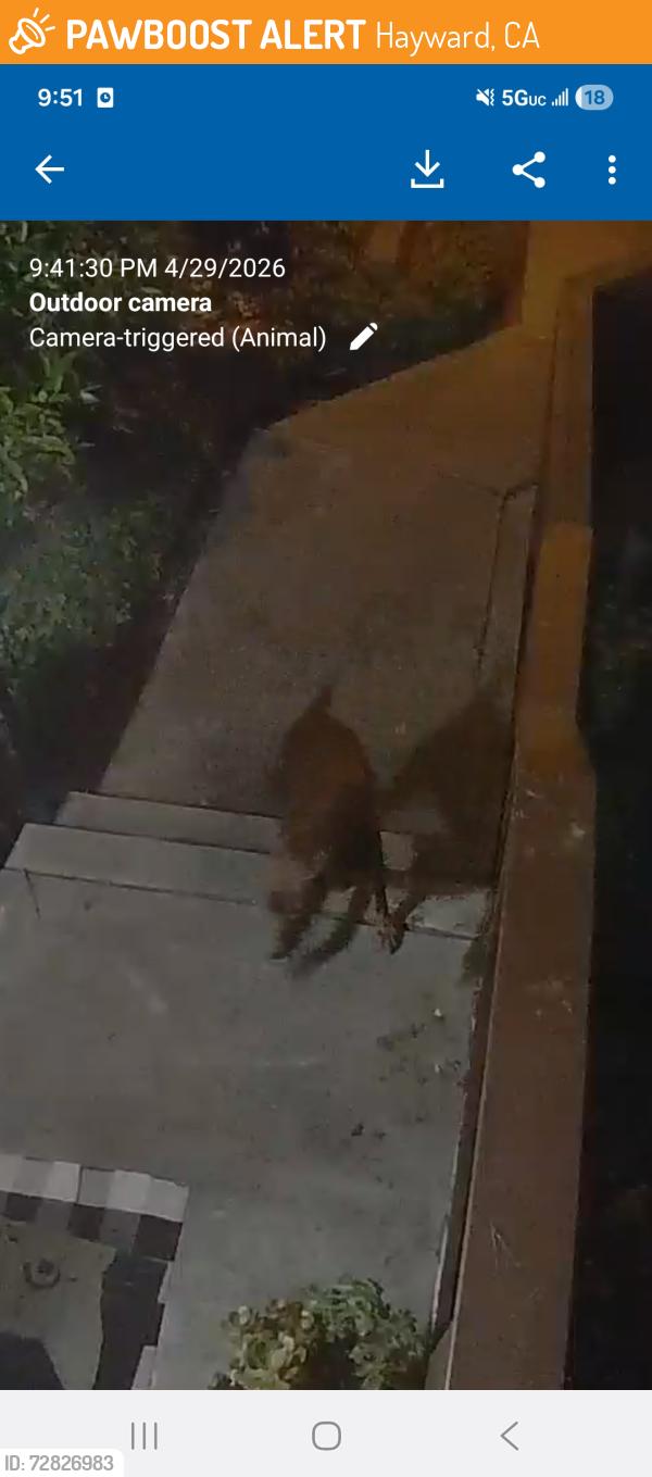 Found/Stray Unknown Dog last seen Vista Del Plaza complex next to Safeway , Hayward, CA 94541