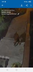 Found/Stray Unknown Dog last seen Vista Del Plaza complex next to Safeway , Hayward, CA 94541