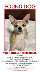 Found/Stray Female Dog last seen Nordhoff St and Orion Ave, Los Angeles, CA 91343