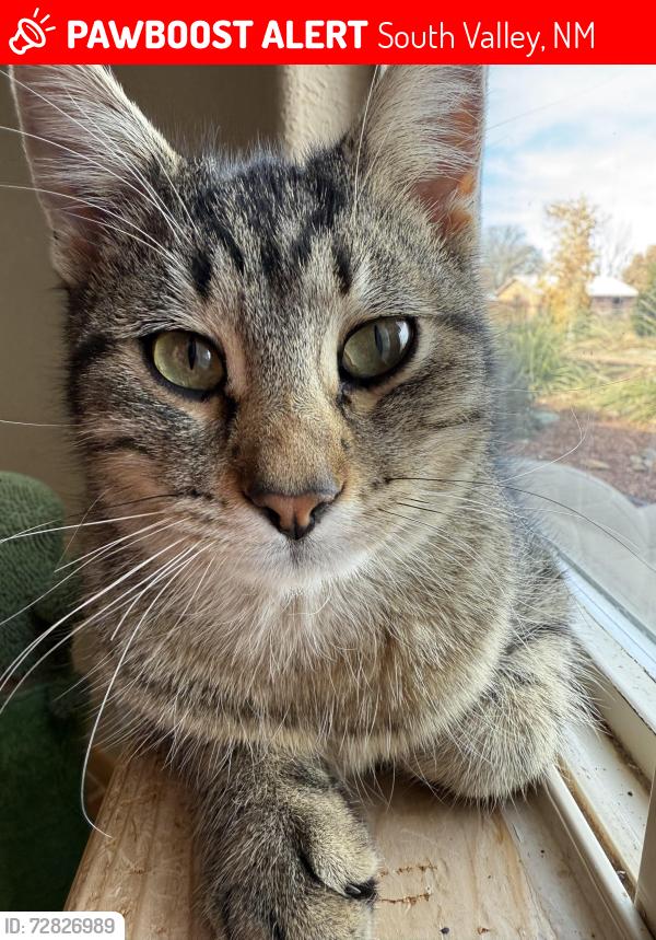 Lost Male Cat last seen 2nd St and Desert RD , South Valley, NM 87105