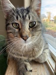 Lost Male Cat last seen 2nd St and Desert RD , South Valley, NM 87105