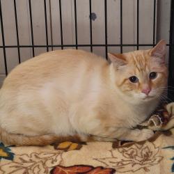 Found/Stray Unknown Cat last seen Military road, Benton, AR 72018