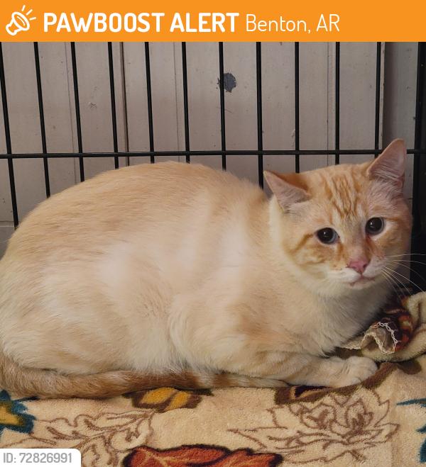 Found/Stray Unknown Cat last seen Military road, Benton, AR 72018