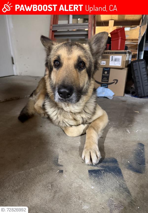 Lost Male Dog last seen 15th st, upland ca, Upland, CA 91786