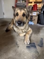 Lost Male Dog last seen 15th st, upland ca, Upland, CA 91786