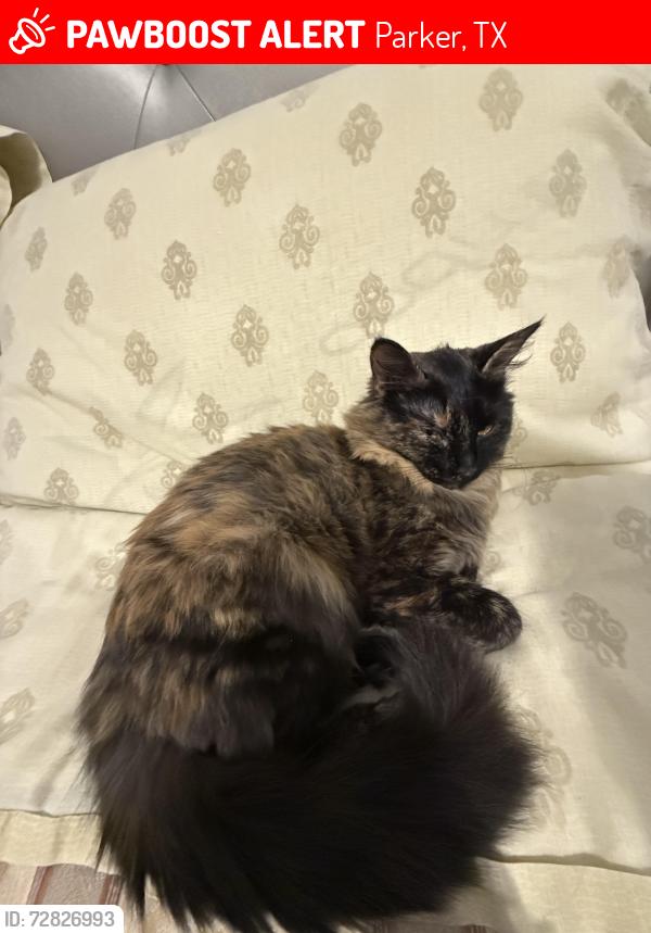 Lost Female Cat last seen Whisper Dr and S Malone rd, Parker, TX 75002