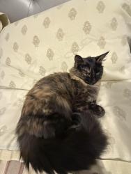 Lost Female Cat last seen Whisper Dr and S Malone rd, Parker, TX 75002