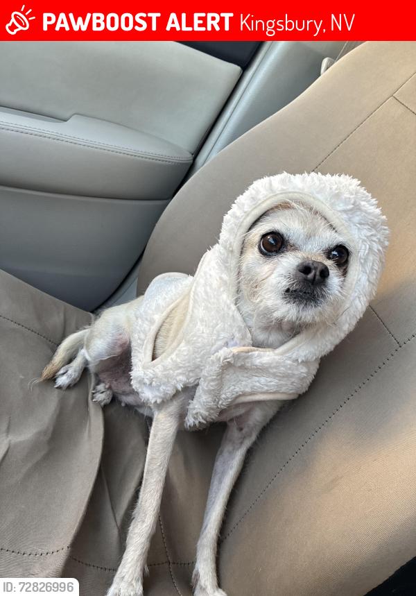 Lost Female Dog last seen Tina Ct, Kingsbury, NV 89449