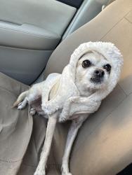 Lost Female Dog last seen Tina Ct, Kingsbury, NV 89449