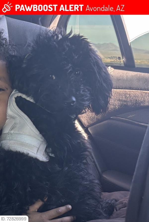 Lost Male Dog last seen S 103rd Ave & Country pl blvd , Avondale, AZ 85323