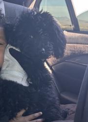 Lost Male Dog last seen S 103rd Ave & Country pl blvd , Avondale, AZ 85323