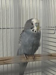 Found/Stray Male Bird last seen Gene autry way, Anaheim, CA 92802