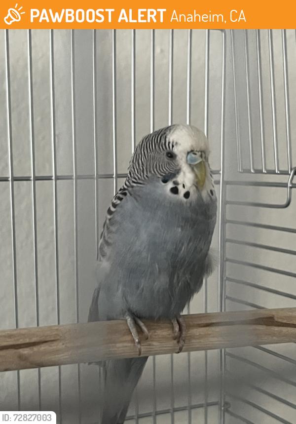 Found/Stray Male Bird last seen Gene autry way, Anaheim, CA 92802