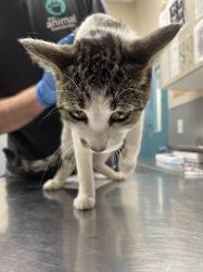 Shelter Stray Female Cat last seen , Las Vegas, NV 89101