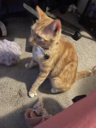Reunited Male Cat last seen 6th and Gerth, Salem, OR 97304