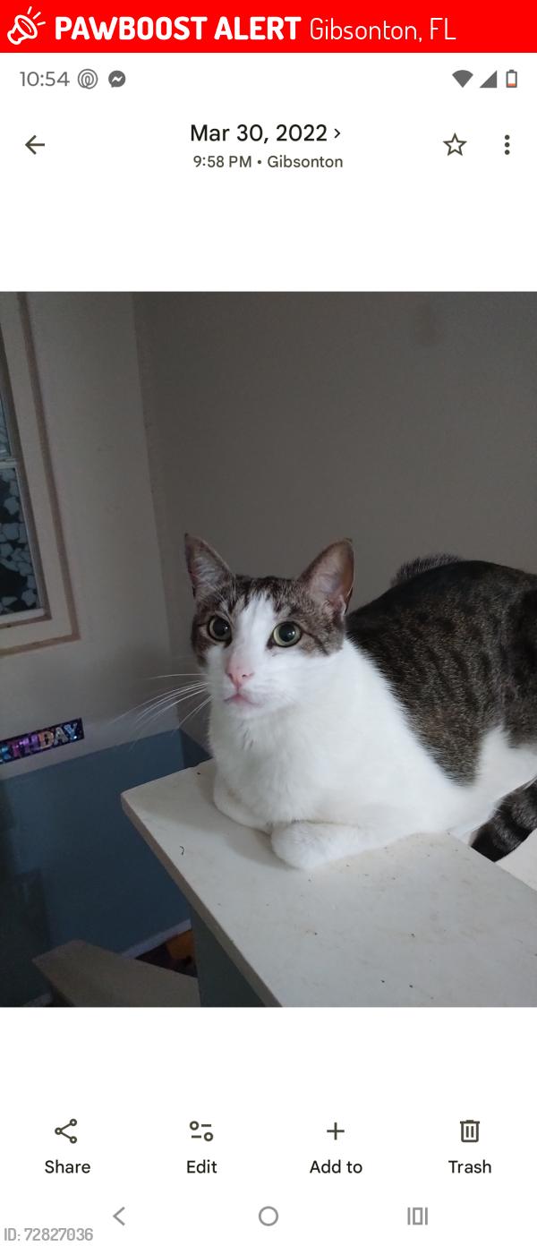 Lost Male Cat last seen North st, symmes rd, Gibsonton, FL 33534