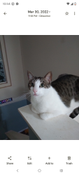 Lost Male Cat last seen North st, symmes rd, Gibsonton, FL 33534