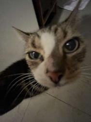 Lost Female Cat last seen foot street baileyana street, Frankston South, VIC 3199