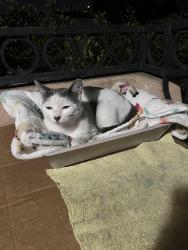 Found/Stray Female Cat last seen Seabright & Lincoln, Long Beach, CA 90810