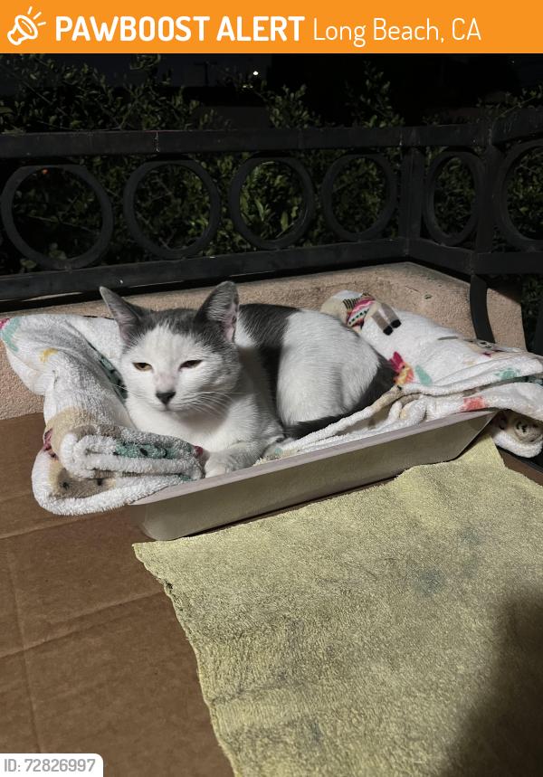 Found/Stray Female Cat last seen Seabright & Lincoln, Long Beach, CA 90810