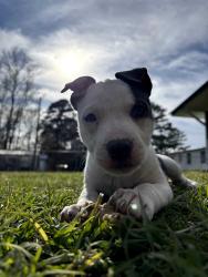 Lost Female Dog last seen Bojangles on 70 hwy by the DMV., Goldsboro, NC 27530