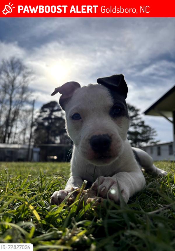 Lost Female Dog last seen Bojangles on 70 hwy by the DMV., Goldsboro, NC 27530