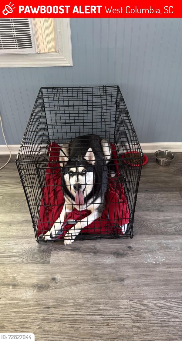 Lost Female Dog last seen Near Goff , West Columbia, SC 29172