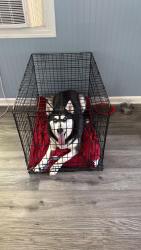 Lost Female Dog last seen Near Goff , West Columbia, SC 29172