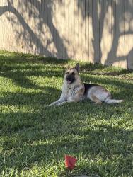 Lost Male Dog last seen Las Palmas , Hidalgo, TX 78557