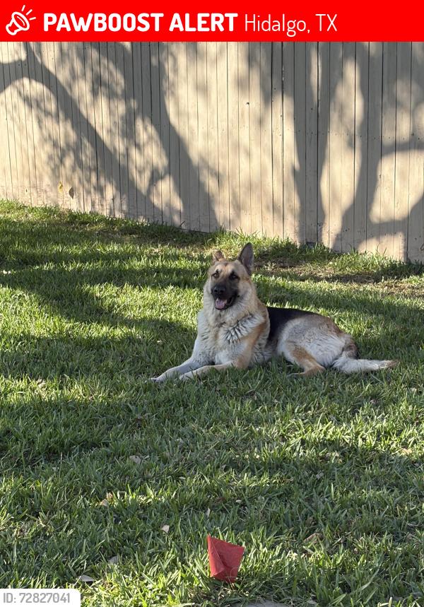 Lost Male Dog last seen Las Palmas , Hidalgo, TX 78557