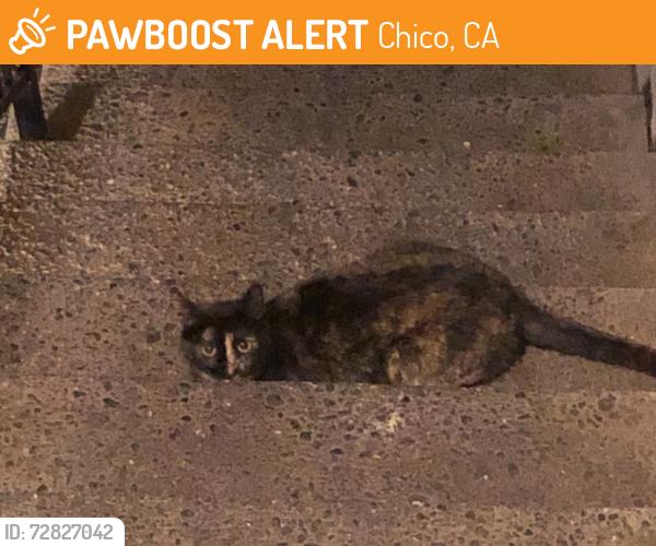 Found/Stray Unknown Cat last seen By front office, Chico, CA 95973