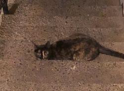 Found/Stray Unknown Cat last seen By front office, Chico, CA 95973