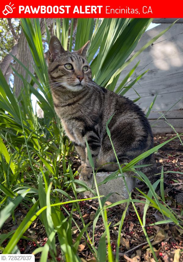 Lost Female Cat last seen Plato Place, Encinitas, CA, Encinitas, CA 92024