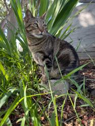 Lost Female Cat last seen Plato Place, Encinitas, CA, Encinitas, CA 92024