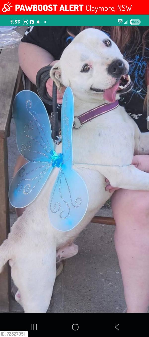 Lost Male Dog last seen Boyd street claymore, Claymore, NSW 2559