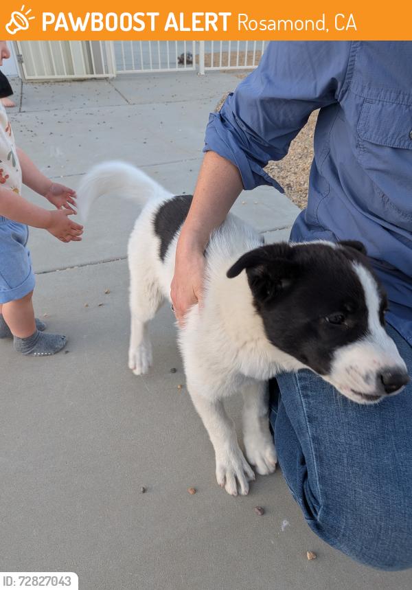 Found/Stray Female Dog last seen 20th Street W and Center Street, Rosamond, CA 93560