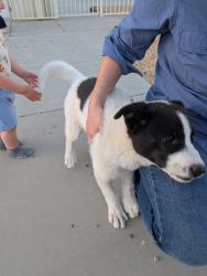 Found/Stray Female Dog last seen 20th Street W and Center Street, Rosamond, CA 93560