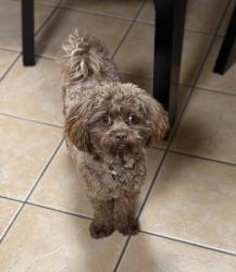 Lost Male Dog last seen Treyburn , Fayetteville, NC 28314