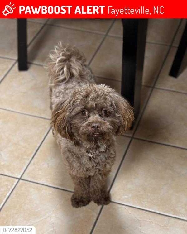 Lost Male Dog last seen Treyburn , Fayetteville, NC 28314
