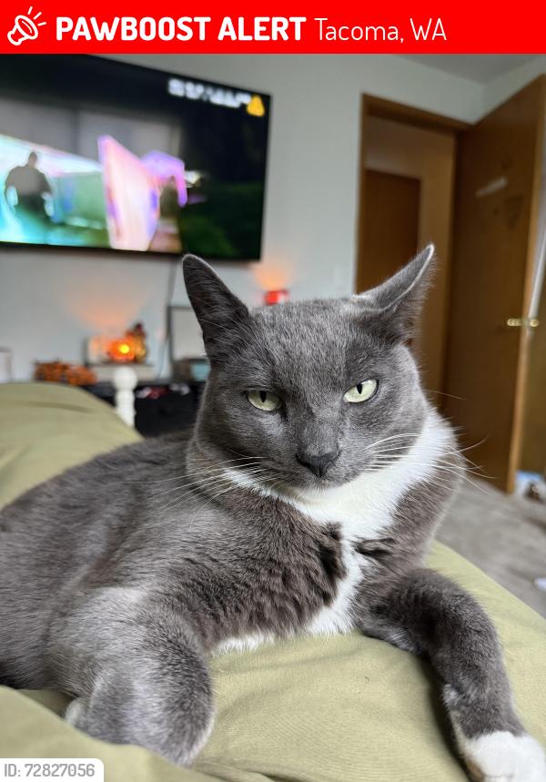 Lost Male Cat last seen 56th and A street, Tacoma, WA 98408